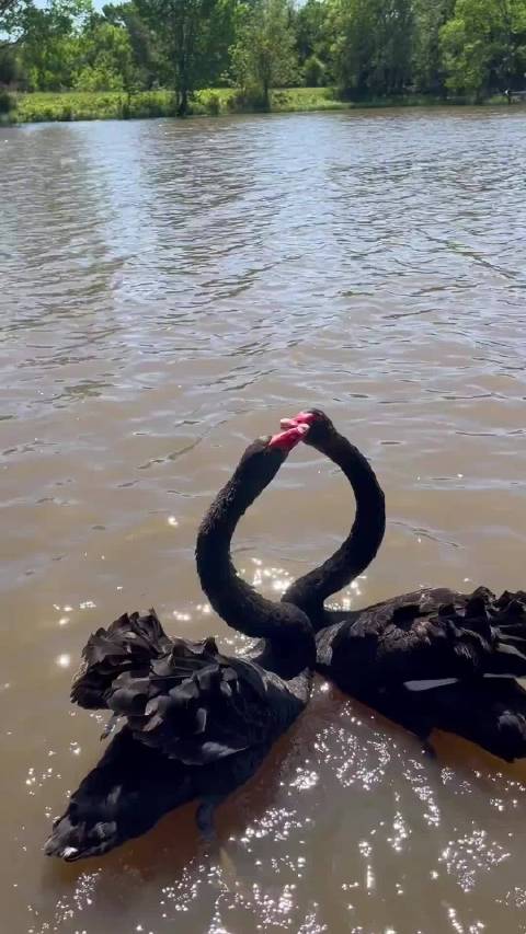 中国女篮力克南苏丹斩获第二胜